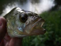 foto/diskuze/z_lovu/2011/th-img44388.jpg