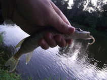 foto/diskuze/z_lovu/2011/th-img44390.jpg