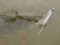 foto/diskuze/z_lovu/2011/th-img44394.jpg