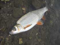 foto/diskuze/z_lovu/2011/th-img44423.jpg