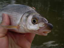 foto/diskuze/z_lovu/2011/th-img44428.jpg