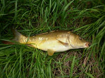 foto/diskuze/z_lovu/2011/th-img44445.jpg