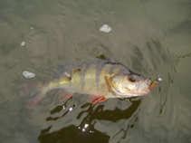 foto/diskuze/z_lovu/2011/th-img44508.jpg