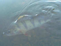 foto/diskuze/z_lovu/2011/th-img44533.jpg