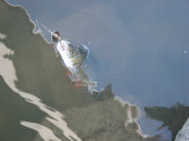 foto/diskuze/z_lovu/2011/th-img44538.jpg