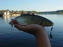 foto/diskuze/z_lovu/2011/th-img44539.jpg