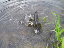 foto/diskuze/z_lovu/2011/th-img44557.jpg
