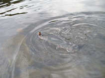 foto/diskuze/z_lovu/2011/th-img44558.jpg