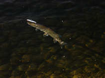 foto/diskuze/z_lovu/2011/th-img44598.jpg