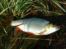 foto/diskuze/z_lovu/2011/th-img44602.jpg