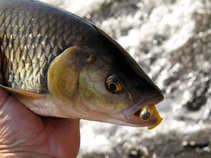 foto/diskuze/z_lovu/2011/th-img44616.jpg