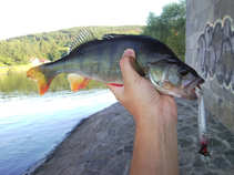 foto/diskuze/z_lovu/2011/th-img44619.jpg