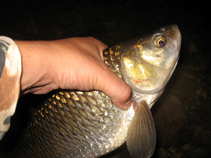 foto/diskuze/z_lovu/2011/th-img44620.jpg