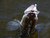 foto/diskuze/z_lovu/2011/th-img44633.jpg