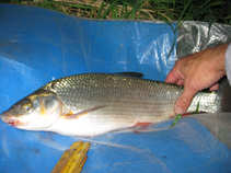 foto/diskuze/z_lovu/2011/th-img44639.jpg