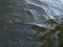 foto/diskuze/z_lovu/2011/th-img44658.jpg