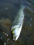 foto/diskuze/z_lovu/2011/th-img44659.jpg
