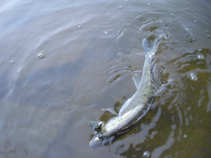 foto/diskuze/z_lovu/2011/th-img44661.jpg