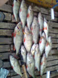 foto/diskuze/z_lovu/2011/th-img44681.jpg