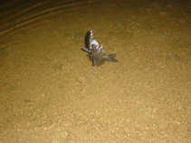 foto/diskuze/z_lovu/2011/th-img44703.jpg