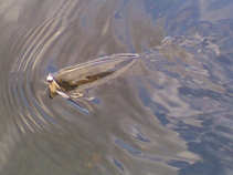 foto/diskuze/z_lovu/2011/th-img44710.jpg