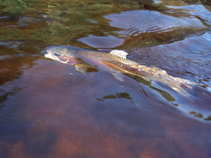 foto/diskuze/z_lovu/2011/th-img44726.jpg