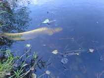 foto/diskuze/z_lovu/2011/th-img44729.jpg