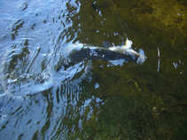 foto/diskuze/z_lovu/2011/th-img44746.jpg