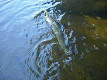 foto/diskuze/z_lovu/2011/th-img44748.jpg