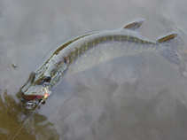 foto/diskuze/z_lovu/2011/th-img44755.jpg