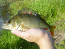 foto/diskuze/z_lovu/2011/th-img44757.jpg