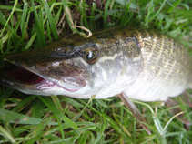 foto/diskuze/z_lovu/2011/th-img44763.jpg