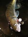 foto/diskuze/z_lovu/2011/th-img44771.jpg
