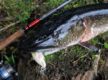 foto/diskuze/z_lovu/2011/th-img44822.jpg
