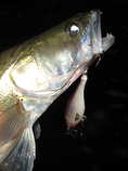 foto/diskuze/z_lovu/2011/th-img44827.jpg
