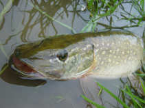 foto/diskuze/z_lovu/2011/th-img44839.jpg