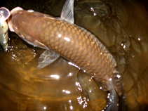 foto/diskuze/z_lovu/2011/th-img44845.jpg