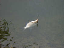 foto/diskuze/z_lovu/2011/th-img44856.jpg