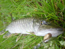 foto/diskuze/z_lovu/2011/th-img44901.jpg