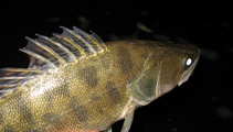 foto/diskuze/z_lovu/2011/th-img44907.jpg