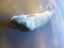 foto/diskuze/z_lovu/2011/th-img44930.jpg