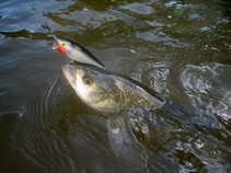 foto/diskuze/z_lovu/2011/th-img44962.jpg