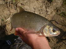 foto/diskuze/z_lovu/2011/th-img44976.jpg