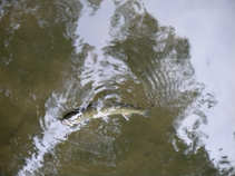 foto/diskuze/z_lovu/2011/th-img44983.jpg