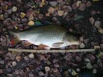 foto/diskuze/z_lovu/2011/th-img45000.jpg