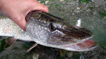 foto/diskuze/z_lovu/2011/th-img45006.jpg