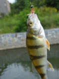foto/diskuze/z_lovu/2011/th-img45008.jpg