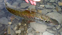foto/diskuze/z_lovu/2011/th-img45024.jpg