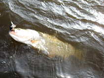 foto/diskuze/z_lovu/2011/th-img45042.jpg