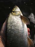 foto/diskuze/z_lovu/2011/th-img45044.jpg
